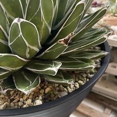 アガベ　ダルマ笹の雪の画像