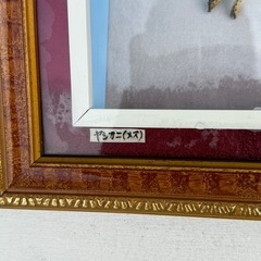 ヤシガニの剥製額縁付き無料の画像