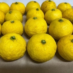 
家庭用果物③　無農薬　無消毒　花柚子 1kgの画像