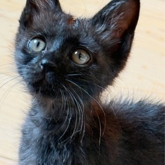 超人懐こい黒猫君ブラックスモークタビー