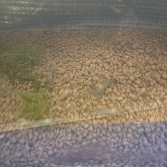 ☘️ミナミヌマエビ10匹＋α と水草☘️の画像