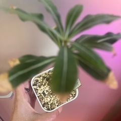 お取引中　アデニウム　ソマレンセの画像