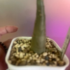 お取引中　アデニウム　ソマレンセの画像