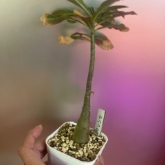 お取引中　アデニウム　ソマレンセの画像