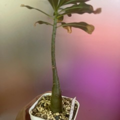 お取引中　アデニウム　ソマレンセの画像