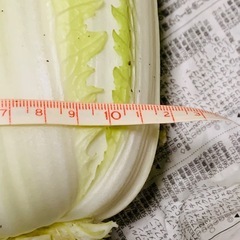 白菜の画像