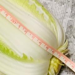 白菜の画像
