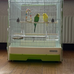 セキセイインコ 2羽(セットで)
