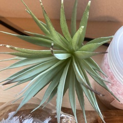 インテリア雑貨の画像