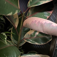 【お取引中】フィカス　ゴムの木の画像