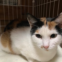 人が大好き三毛猫　２歳メス