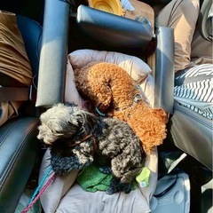 ハイエース　ワイドミドルバン　ダークプライム　ペット用センターコンソール　セカンドテーブルセット　わんちゃんと一緒　の画像