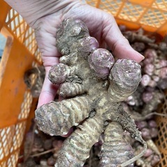 無農薬栽培菊芋の画像