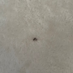 カーペットの画像