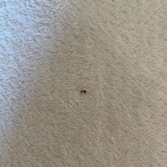 カーペットの画像