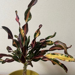 SOLSO　PARK クロトン　ツイストの画像