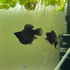 ブラックモーリー稚魚の画像