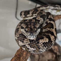 カーペットパイソン♀