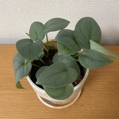 観葉植物　スキンダプサスの画像