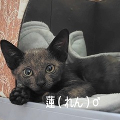 エキゾチックな眼差しの蓮くん