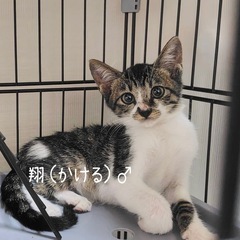 運動会大好き「翔くん」