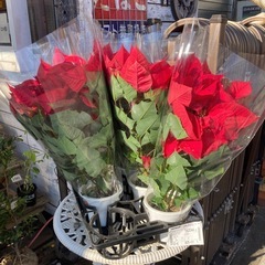 ボインセチアの画像