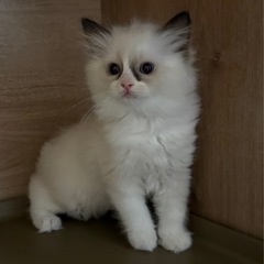 ラグドール2ヶ月女の子