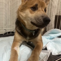 急募！里親様募集中！