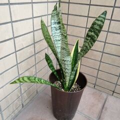 サンスベリア5号鉢、高さ40センチ
