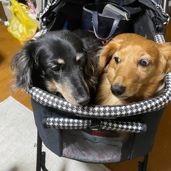 ペット用カートの画像