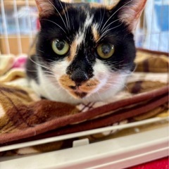 三毛猫　手術済