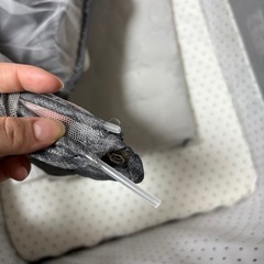 添い寝ベッド グレーの画像