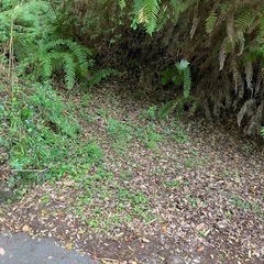 静岡県伊豆市堀切の画像