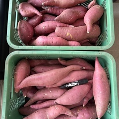 紅はるか 大きいサイズ お菓子作りにピッタリ