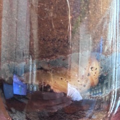 久留米オオクワガタ早期メス【数量限定】の画像