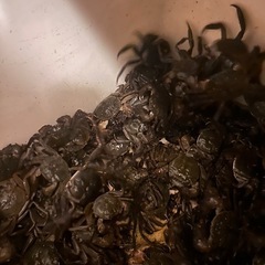 モクズガニ川ガニオスのみ10匹の画像