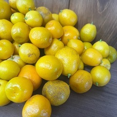 ラスト‼️ キンカン？　89個の画像