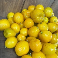 ラスト‼️ キンカン？　89個の画像