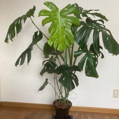 札幌市　特大🌿モンステラの画像