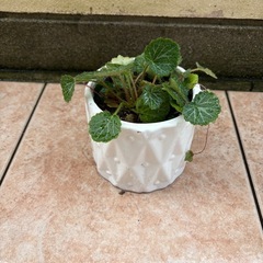 ユキノシタ鉢付の画像