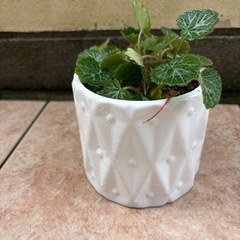 ユキノシタ鉢付の画像