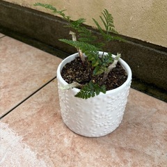 トキワシノブ鉢付の画像