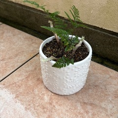 トキワシノブ鉢付の画像