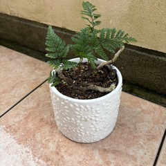 トキワシノブ鉢付の画像