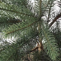 IKEA クリスマスツリー　ミニ　19cmの画像