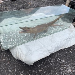 親子ワニの剥製 の画像