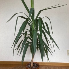 札幌市　特大🌴ユッカの画像