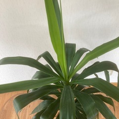 札幌市　特大🌴ユッカの画像