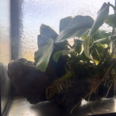 アヌビアスナナ　　水草　アクアリウムの画像