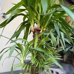 観葉植物　ユッカ　高さ９０センチの画像